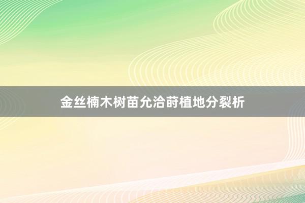 金丝楠木树苗允洽莳植地分裂析