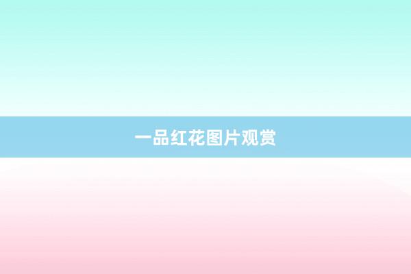 一品红花图片观赏